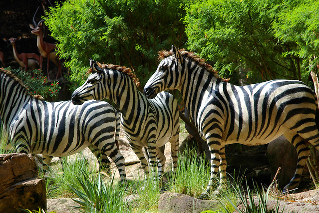 Jungle Cruise Zebra | Flickr - Photo Sharing!