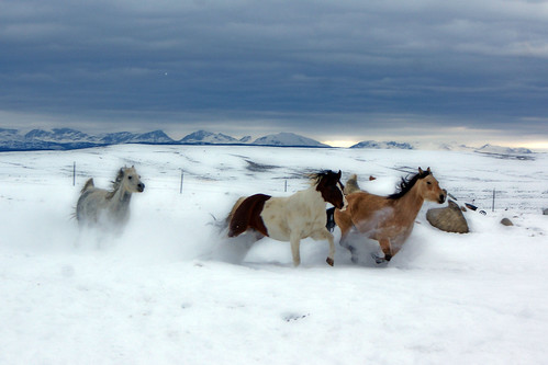 horses horse snow mountains animals wyoming windriver wy pinedale