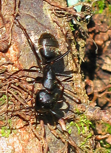 ant easternblackcarpenterant