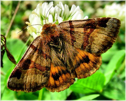 españa insectos fauna spain europa europe galicia galiza animales mariposas euclidiaglyphica bolboretas provinciacoruña bgndaxd