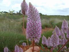 Amaranthaceae>Ptilotus exaltatus Purple Mulla Mulla DSCF4343