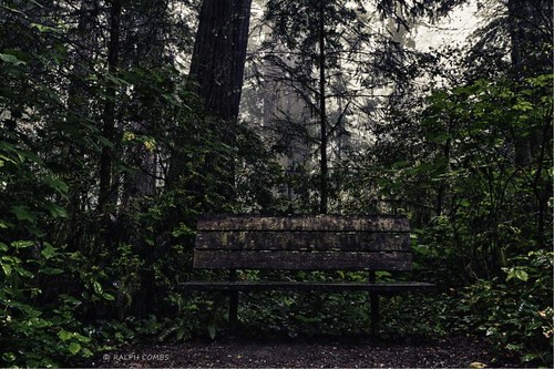 trees wet northerncalifornia fog bench humboldt grove redwoods ladybirdjohnson
