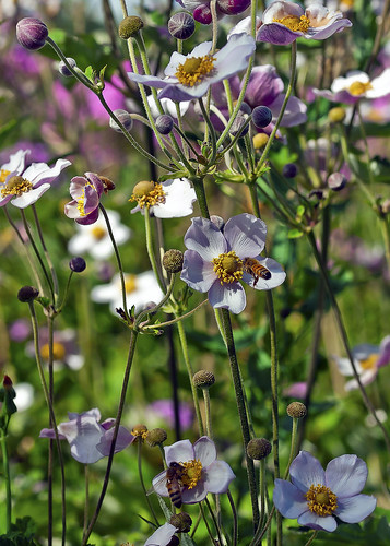flowers macro 50mm colorado bees fortcollins anemone e30 csu