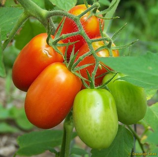 Summer 2009: Juliet Tomatoes