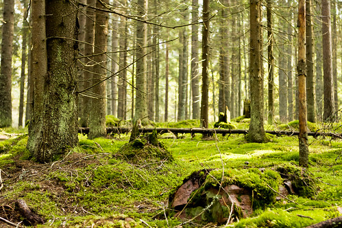 park tree rock pine forest finland moss woods national fallen stump trunk stub nuuksio kirkkonummi