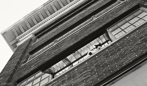 street urban blackandwhite pet window loft cat downtown streetphotography iowa ledge desmoines 9lives 2011yip 3652011 2011inphotos mfhiatt ©2011michaelfhiatt