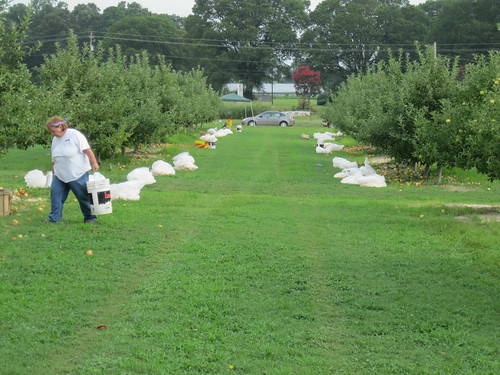 field gleaning