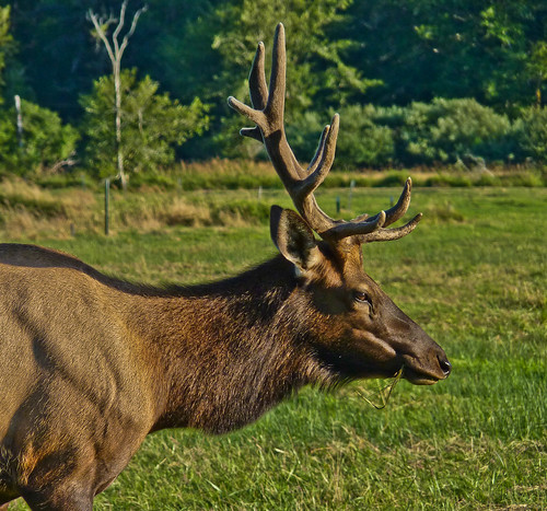 oregon northwest wildlife elk douglascounty