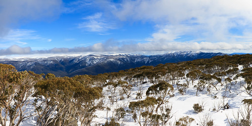 trees winter white snow mountains cold nature season landscape outdoors view australia victoria eucalypt eucalyptus peaks mtwills snowgums eucalyptuspauciflora mountwills