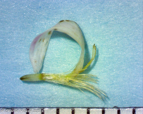 pennsylvania herb asteraceae berkscounty asterales m303 forkedaster eurybiafurcata kaerchercreekpark anessness rb925