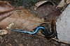 <a href="http://www.flickr.com/photos/63048706@N06/6027780678/">Photo of Plestiodon elegans by Thomas Brown</a>