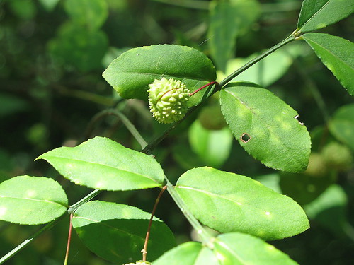plant tree leaves nut