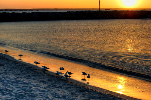 ocean sea seagulls reflection birds sunrise australia bathing southernocean westernaustralia esperance