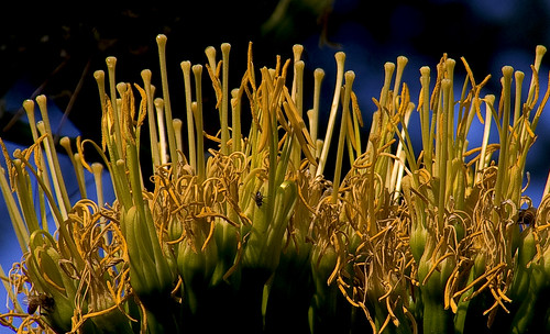 agave sicilia sortino zabbara agosto2011