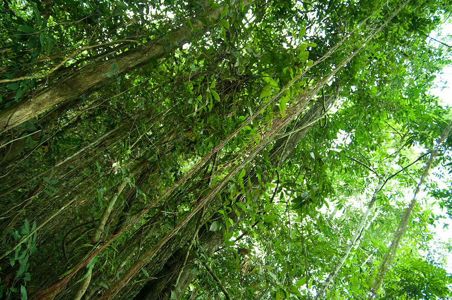 Плотные джунгли Амазонки, через которые можно идти только с мачете