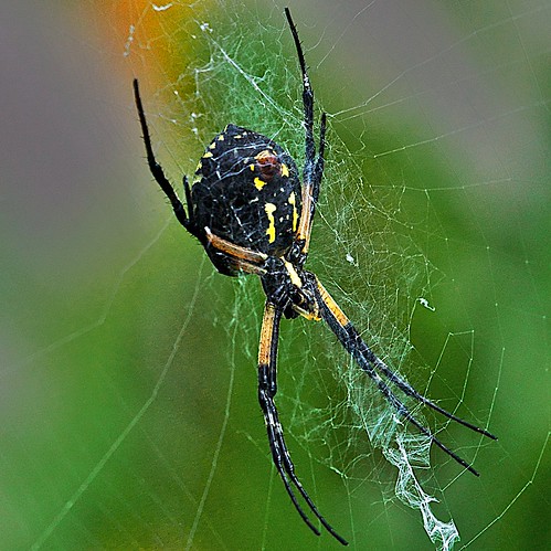 ontario canada sunrise garden spider web gardenspider portperry