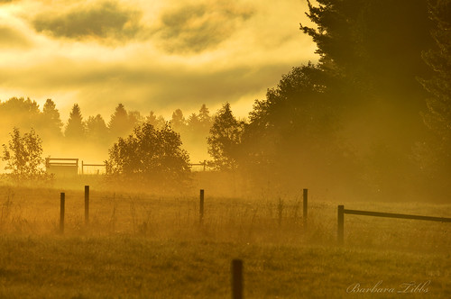 morning trees mist fog clouds fence nikon idaho friday sandpoint northidaho goldenthour ~~fencefriday~~ fenchfriday