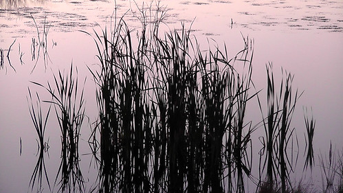 reflection grass sunrise pond prairie