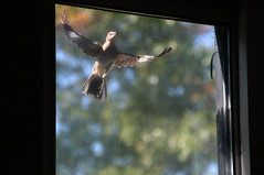 290/365: Monday, October 17, 2011: Crazy Northern Mockingbird attacking reflection, attempting a home invasion