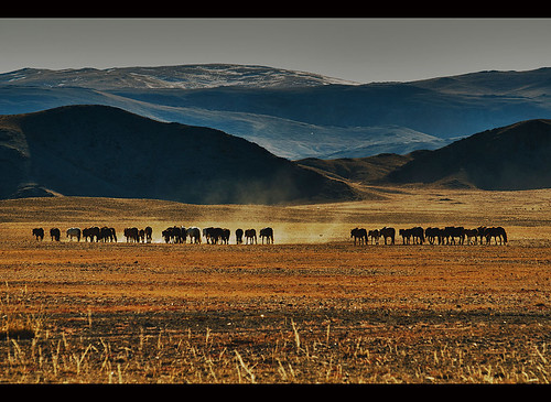 travel horses nature asian asia mongolia destination oriental orient range kazakh grasslands steppe mongolian altai bayanulgii worldlocations bayanolgii bayanölgii