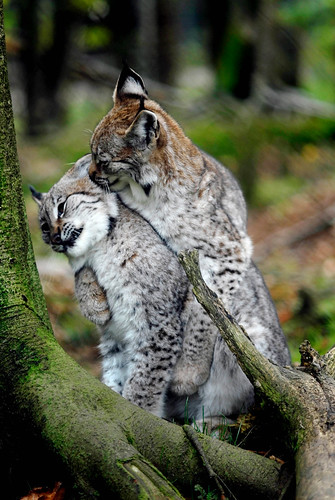 canada tree woods kittens capebreton lynx nikond200 mirariver marionbridge tworiversanimalpark