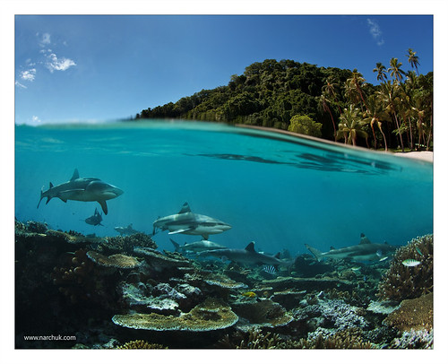 sea fiji island shark paradise
