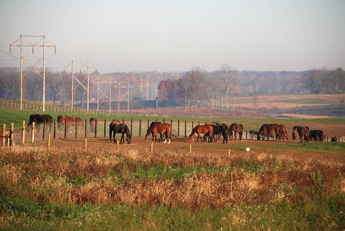 horse fall electric rural indiana poles herd equine middleboro waynecounty waynecountyindiana turnerroad