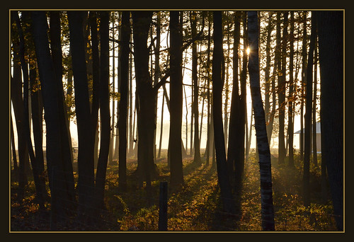 november mist tree nature silhouette fog woods seasons sony elemental atmospheres nikond7000