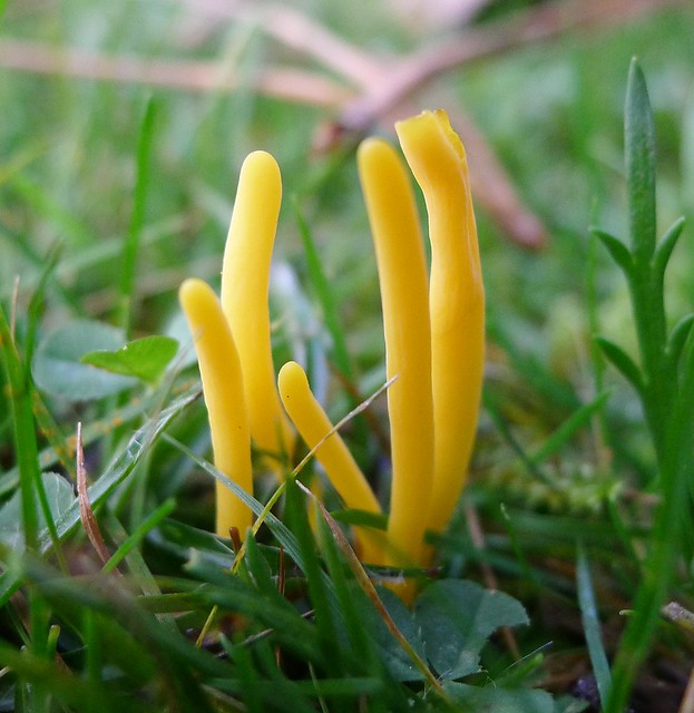 Yellow Club Fungus | Flickr - Photo Sharing!
