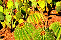 Cactus writ small