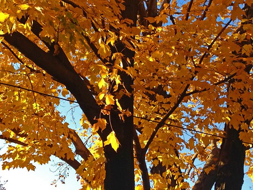 autumn trees tree fall nature yellow digital landscape pretty edit