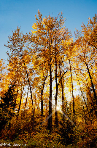 fall beautiful landscape golden leaf cascades aspen sunlit washingtonstate starburst