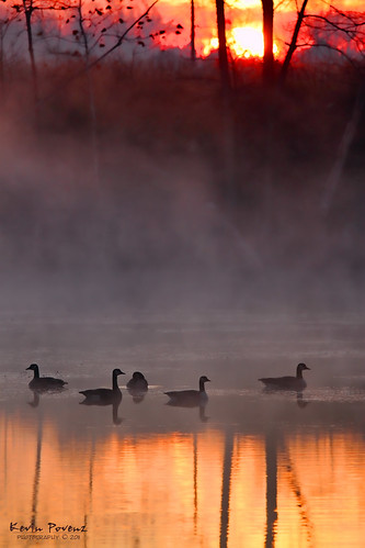 morning november sun reflection tree water fog sunrise geese pond