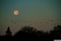 Geese against the moon.