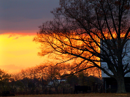 autumn sunset fall silhouette barn rural cow cattle cows dusk farm kentucky ky barns silhouettes southern thesouth agriculture agricultural oakgrove blackangus farmin christiancounty geotaggedkentucky
