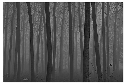 trees bw fog alberi forest milano perspective bn nebbia bosco prospettiva ghostbuster givemefive paololivornosfriends gigi49 coppercloudsilvernsun allegrisinasceosidiventa