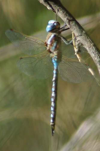 dragonflies dragonfly odonata odes