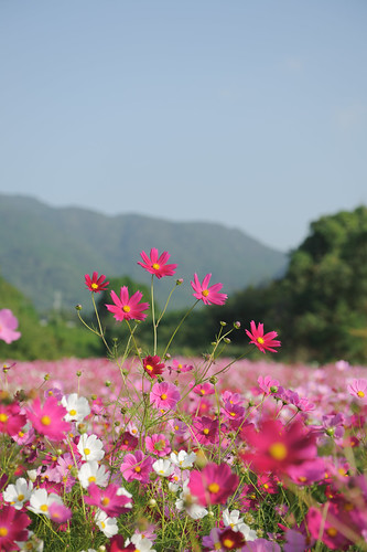 pink blue sky white flower green landscape cosmos リフレッシュパーク豊浦