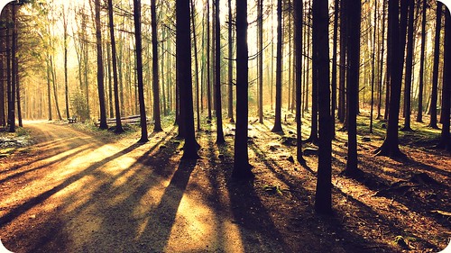 trees light love sunshine forest bench switzerland shadows onawalkwithmydogandasmileonmyface