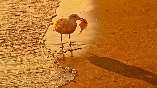 morning fish beach strand sunrise gold wildlife seagull fisch explore sonnenaufgang ostsee binz möwe rügen goldwildlife