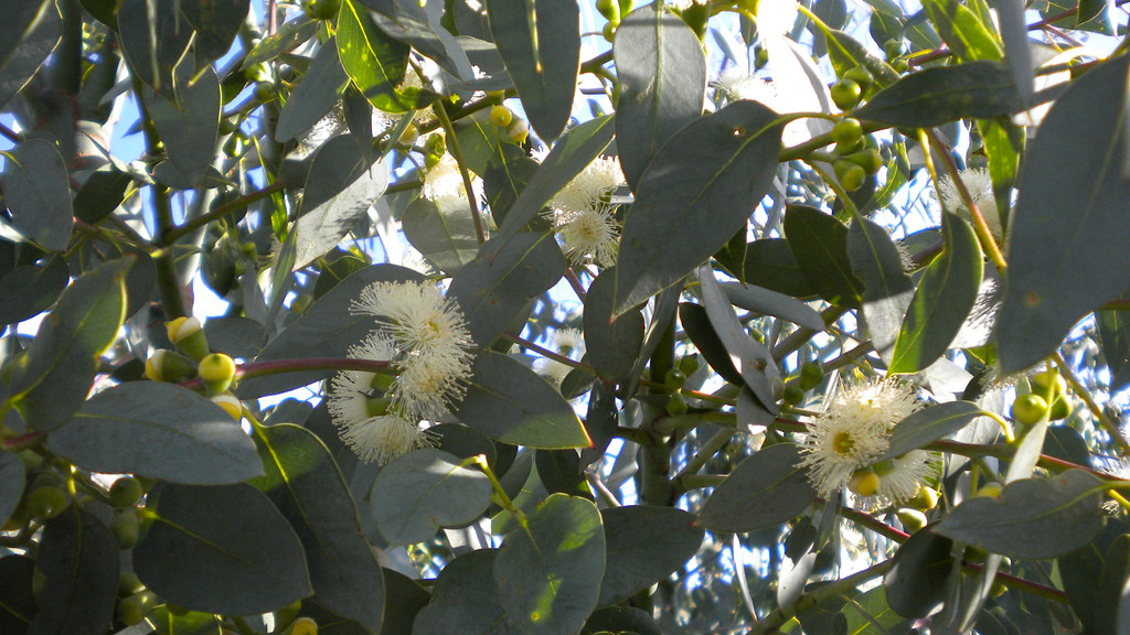  058 eucalyptus