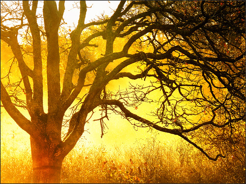 morning autumn tree fall gold golden zedzap