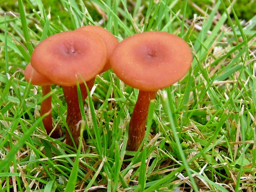mushroom mushrooms funghi fungo novara doubleniceshot tripleniceshot mygearandme ringexcellence
