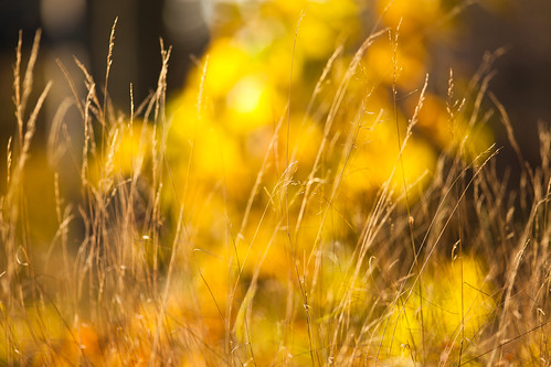 autumn fall nature yellow forest skåne sweden f28 höst skåne 2011 ramlösa ef200mmf28lusm brunnspark canoneos5dmarkii ramlösa ¹⁄₄₀₀sek
