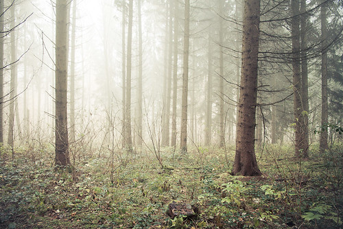 trees tree leaves fog forest canon foggy atmosphere series wald blätter ulm 500d 1585mm