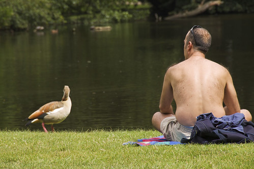 Man and duck looking at the same thing