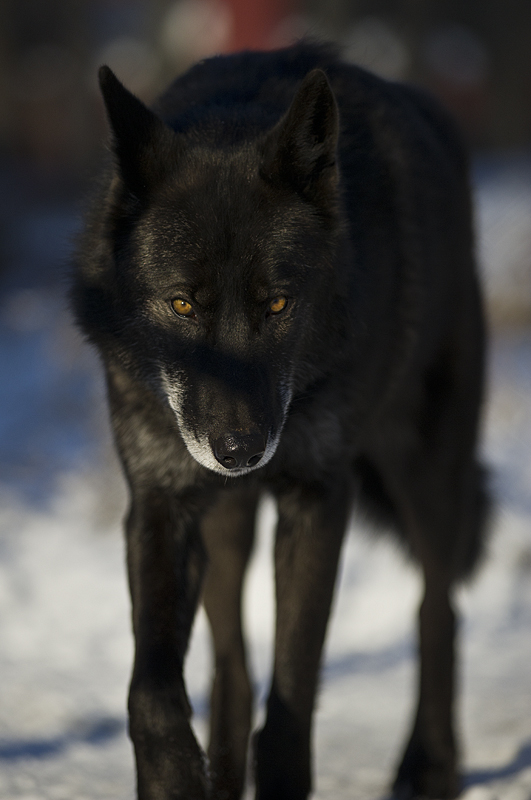 Black Wolf 57