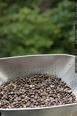 fresh roasted coffee cooling on the back deck    MG … 