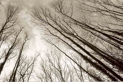 trees sky 35mm blackwhite suffolk ilfordhp5 sudbury tall leaning