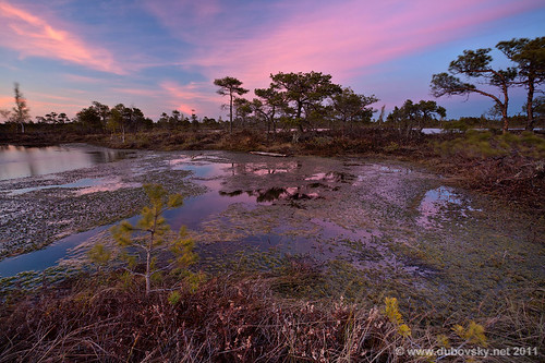 sunset evening latvia swamp bog kemeri kemerinationalpark gettycentraleurope2